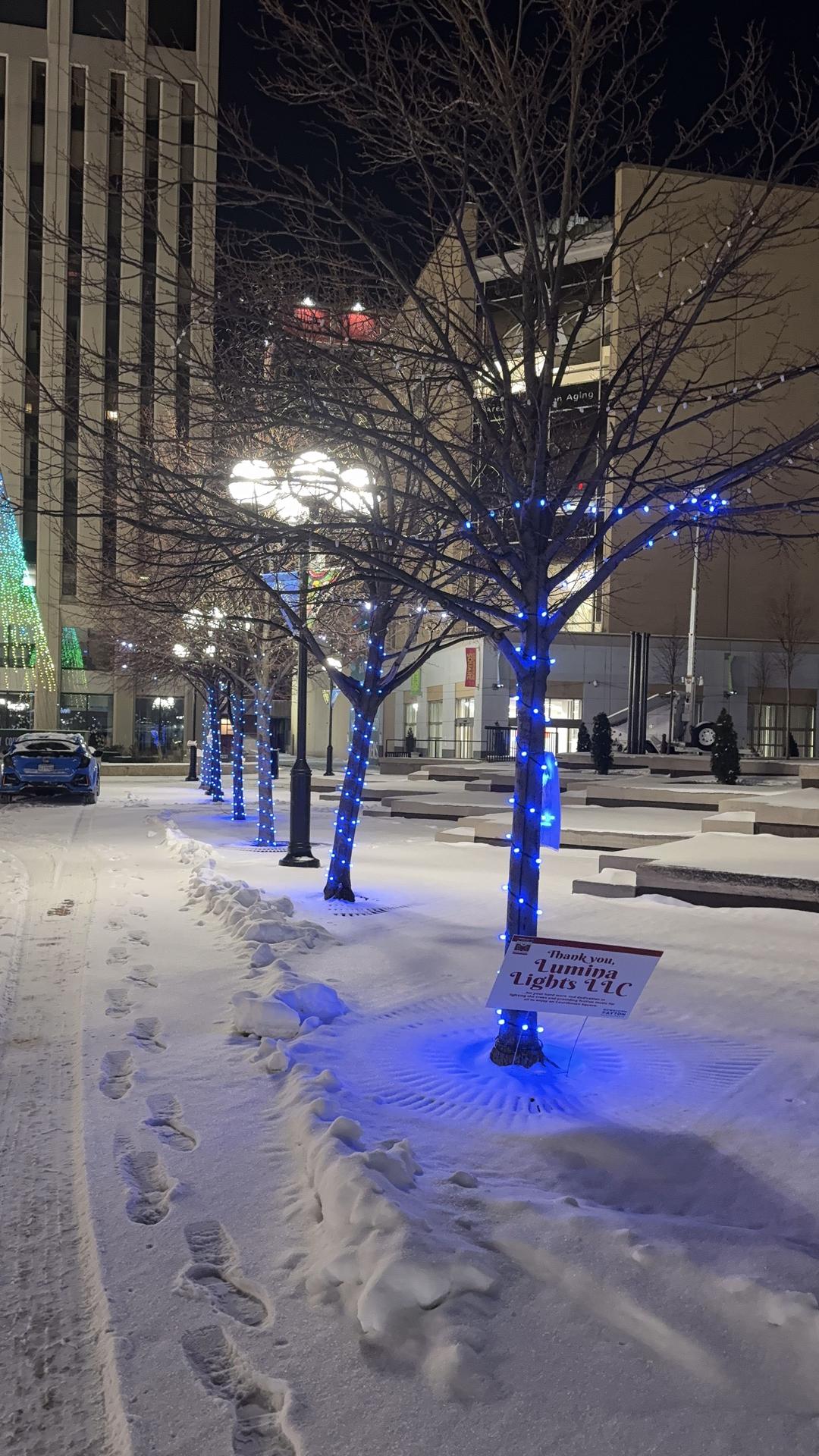 Park and street trees wrapped in lights